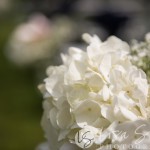 Camiren + Justin's Wedding